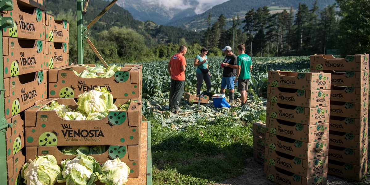 Val Venosta, al via la campagna cavolfiori: attese 3.000 tonnellate